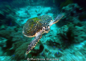 Nikon D200, 12-24nikon zoom,twin strobo
Apo Island by Marchione Giacomo 